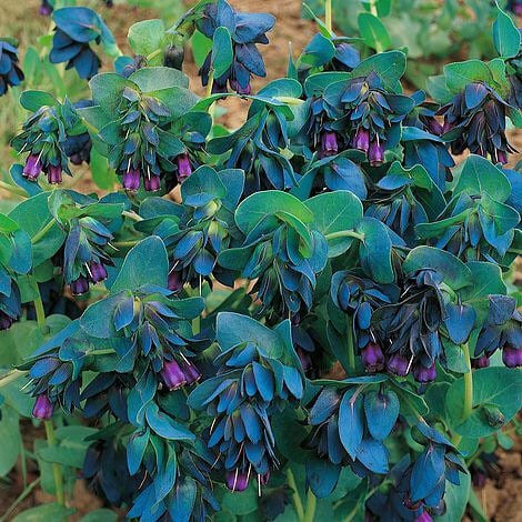 Thumbnail: Cerinthe Major, Pride of Gibraltar, Honeywort Seeds, Blue Shrimp Plant, CM0110