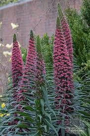 Miniatura: Tower of Jewel Seeds