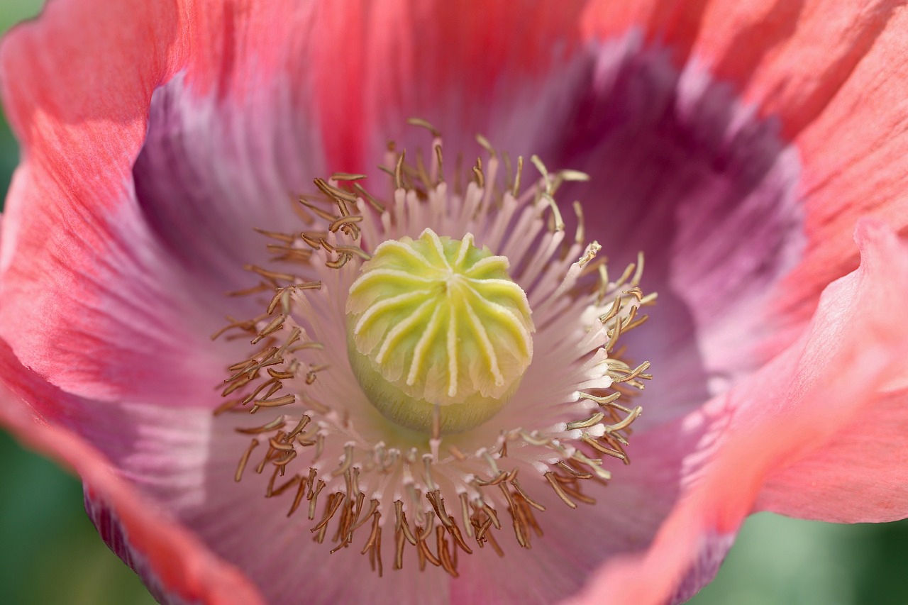 Ziar Poppy Seeds, Papaver Somniferum, Breadseed Poppies.