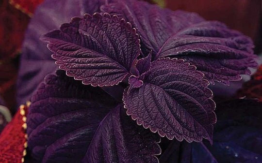 縮圖：Giant Chocolate Coleus, Palisandra Exhibition Seeds, Indoor Shade Plant CC0610