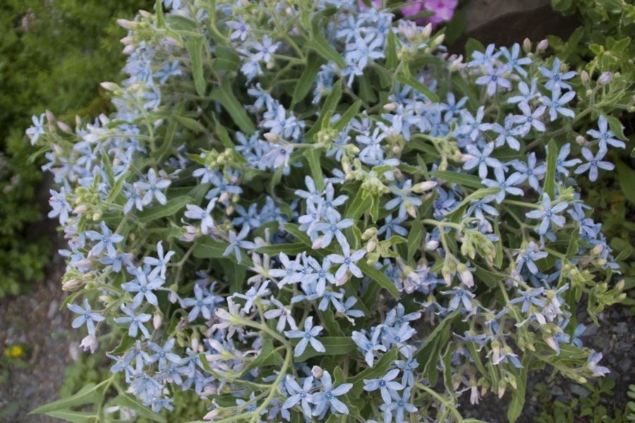 Miniatura: Blue Milkweed Seeds, Heavenly Blue Tweedia, Caerulea, Butterfly, Heavenborn,