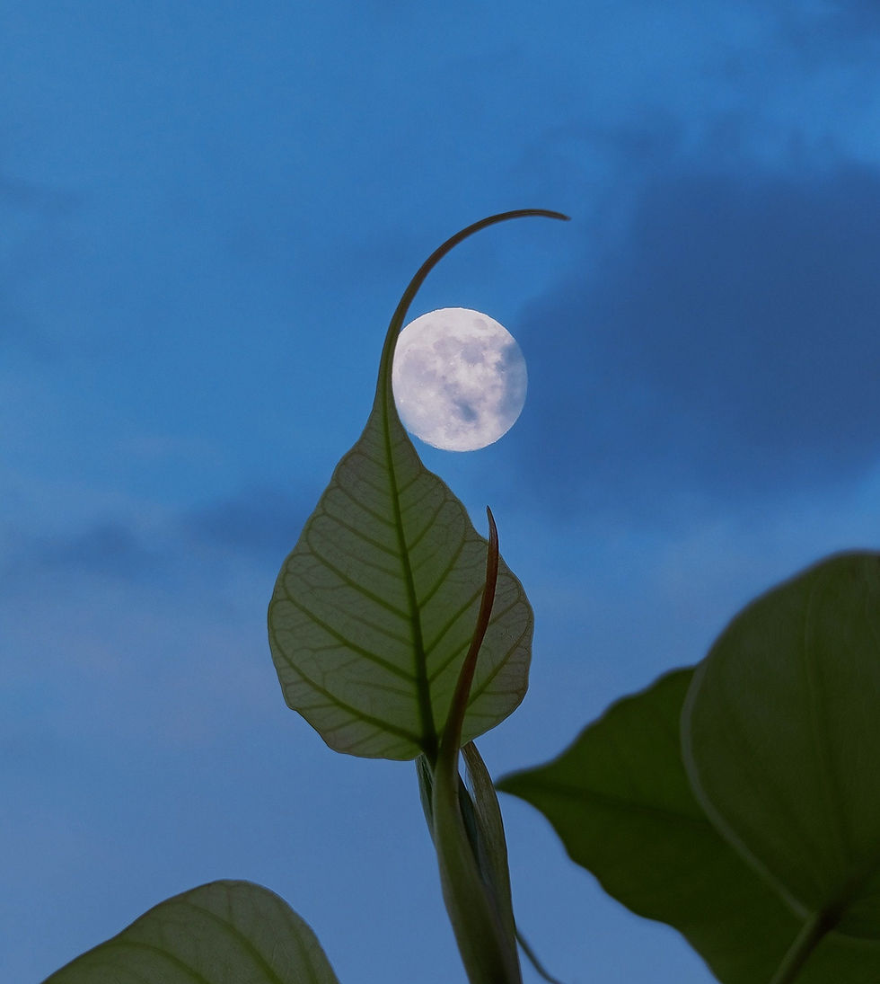 Thumbnail: Sacred Fig Bonsai Seeds, Buddha Tree, Peepal, Bodhi, Ficus Religiosa