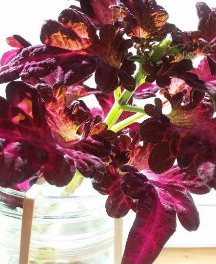Thumbnail: Black Dragon Coleus Seeds, Indoor Shade Plant CC0120