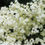 Miniature : Bulk Black Elderberry Seeds, Sambucus Nigra, Common Elder SB3050