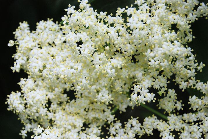 Miniatura: Bulk Black Elderberry Seeds, Sambucus Nigra, Common Elder SB3050