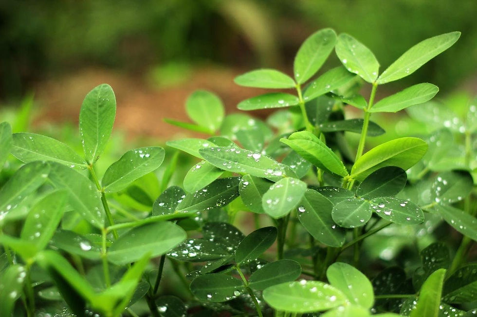 Miniatura: Wild Jungle Amazon Peanuts for planting, 10 Seeds, Arachis Hypogaea