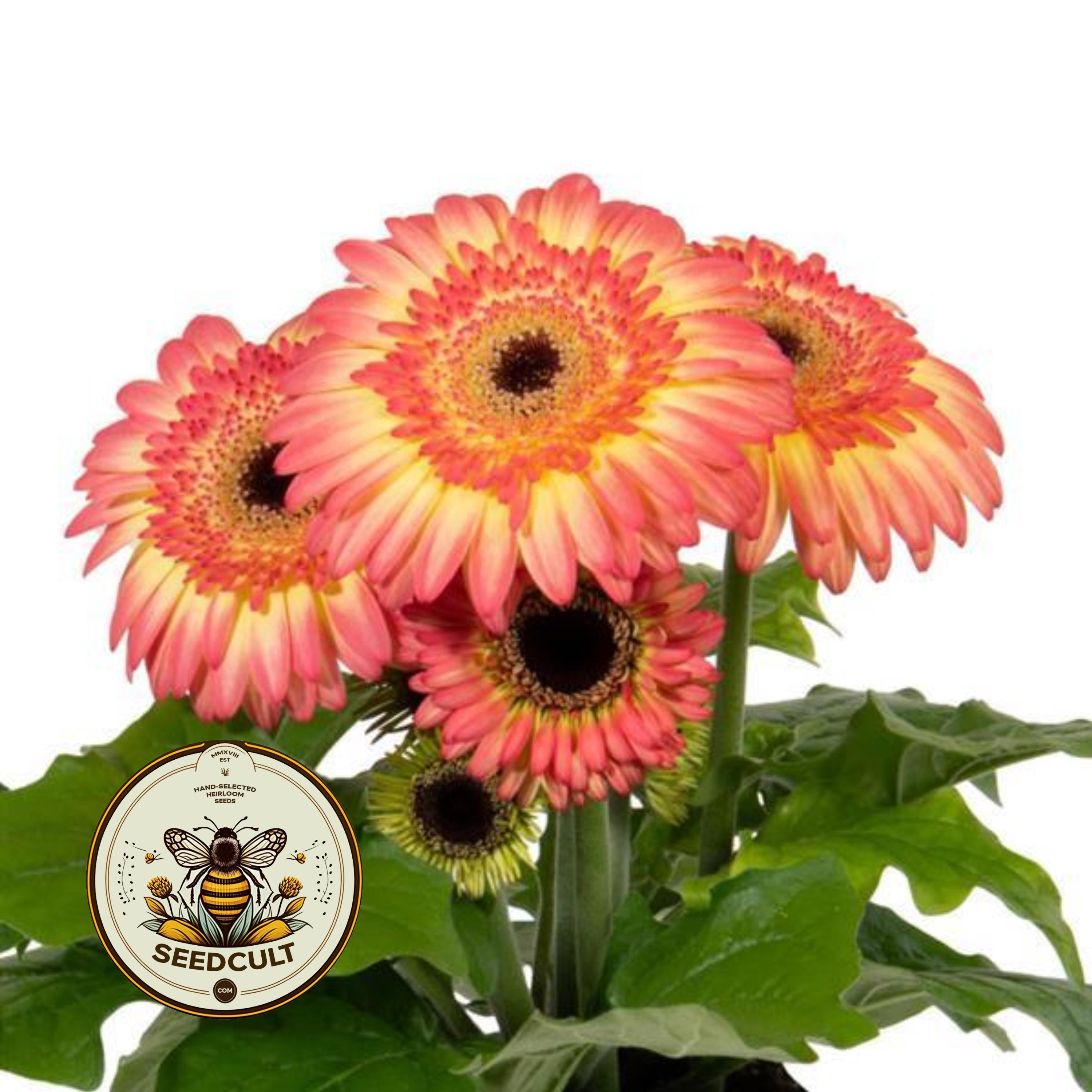 5 Double Sunrise Joybera Gerbera Daisy Seeds, Gerbera Jamesonii GE1005