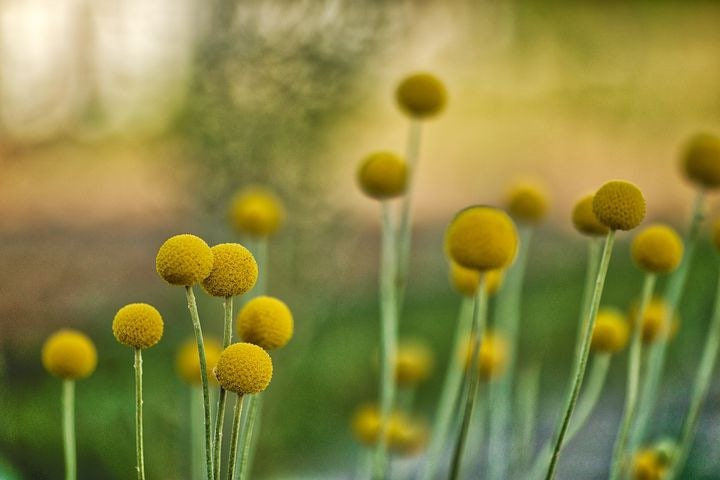 Miniatura: Billy Button Seeds, Craspedia, Billy Balls, Craspedia Globosa CD0150