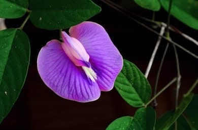 サムネイル： 50 Royal Purple Pod Bush Beans, Organic Phaseolus Vulgaris, Royalty PV0250