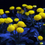 Thumbnail: Yellow Tansy Seeds, Tanacetum vulgare, TA011C