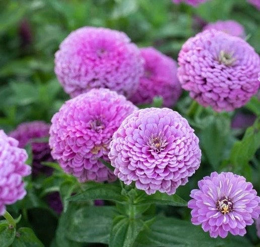 50 Lavender Giant Zinnia Seeds, Largest Giant Zinnias, Zinnia Elegans ZE2550