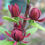 Thumbnail: Carolina Allspice, Sweetshrub, Strawberry Bush, Calycanthus Floridus, CY4010R