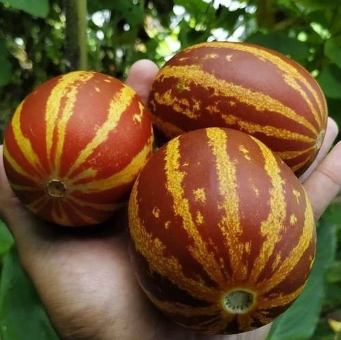 Rich Sweetness Tiny Melon Seeds, Cucumis Melo CU1220