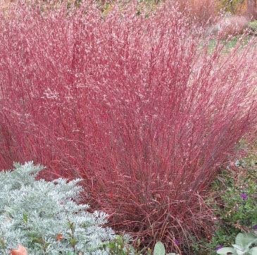 Miniaturbild: 1000 Little Blue Stem Grass Seeds, Schizachyrium scoparium SZ011MR