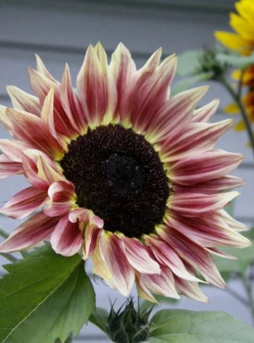 Helianthus Pro Cut Plum Seeds main image 1