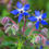 Thumbnail: Blue Borage Flower Seeds, Edible Flowers, Ice Cube Flowers, Medicinal, BO0120
