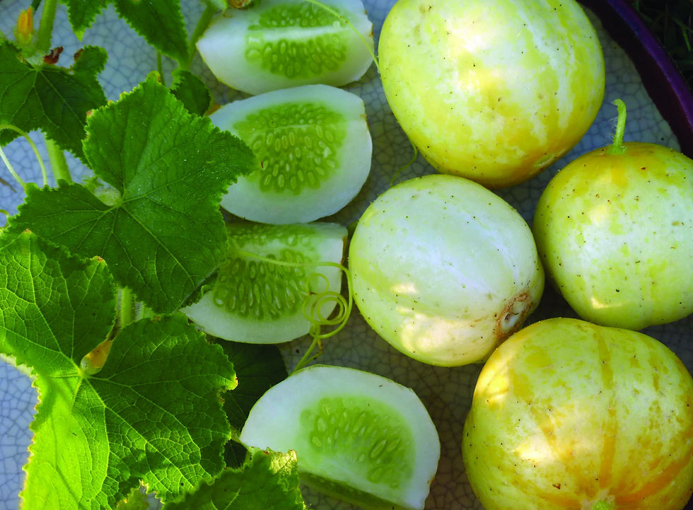 縮圖：Organic Lemon Cucumber Seeds CU0230
