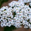 थंबनेल: White Yarrow Seeds, Achillea Milefolium