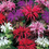 थंबनेल: Bee Balm Mix, including red! Panorama, Monarda Didyma