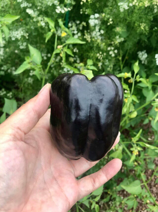 サムネイル： Midnight Dreams Bell Pepper Seeds