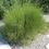 थंबनेल: Ephedra Viridis Seeds, Green MormonTea