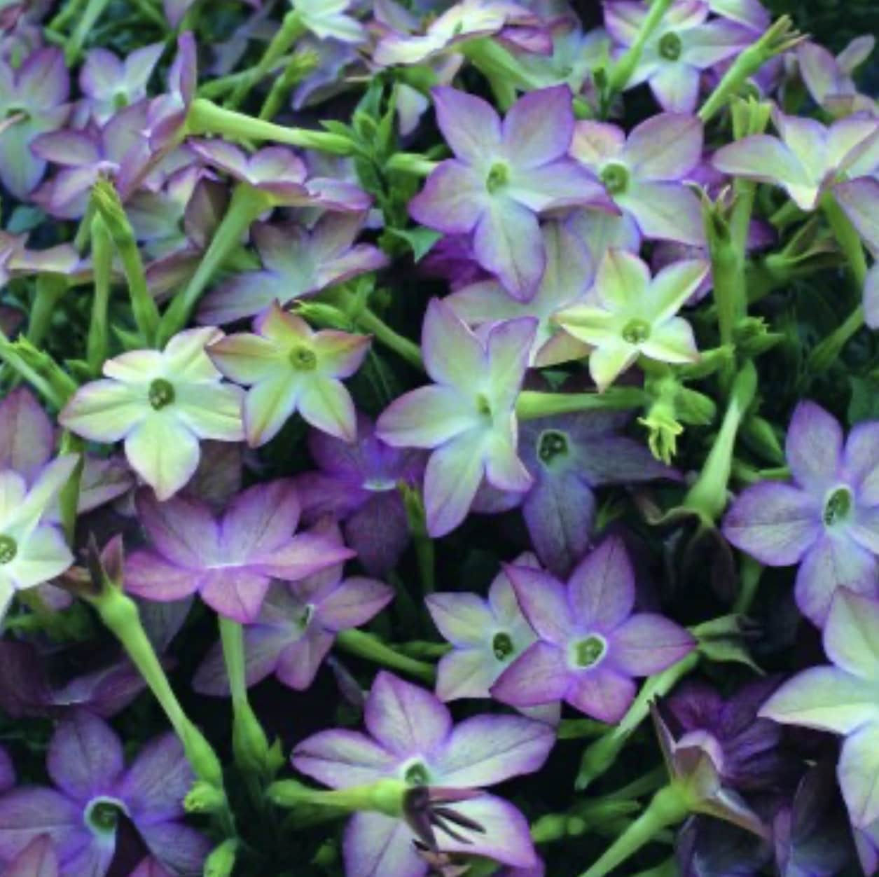 Rare Avalon Lime Purple Bicolor Jasmine Tobacco Seeds
