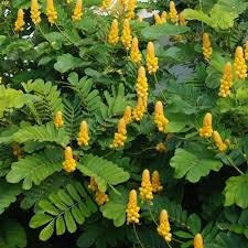 Thumbnail: Emperor’s Candlestick Seeds, Candlestick Senna, Senna Alata