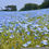 Thumbnail: Bulk Baby Blue Eyes Wildflower Seeds, Nemophila, Native US Wildflower, NE013C