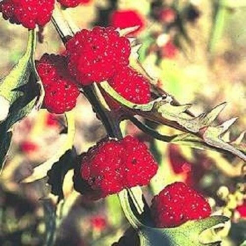 100 Strawberry Stick Seeds, Strawberry Spinach, Goosefoot, Chenopodium Capitatum