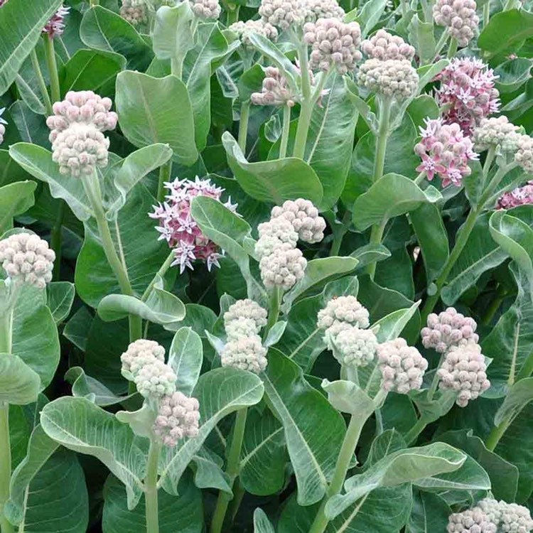 Thumbnail: Showy Milkweed Seeds, Asclepias Speciosa