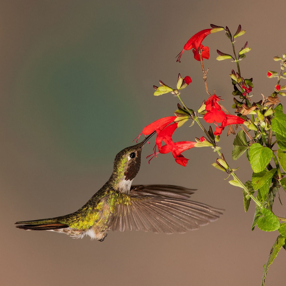 サムネイル： Scarlet Blood Sage Seeds, Salvia Coccinea, Florida, Texas Native