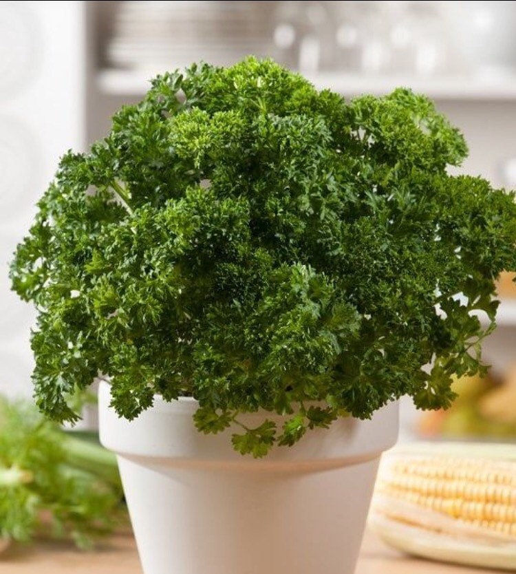 Organic Curled Parsley Seeds, Petroselinum Crispum, Medicinal Culinary Herb