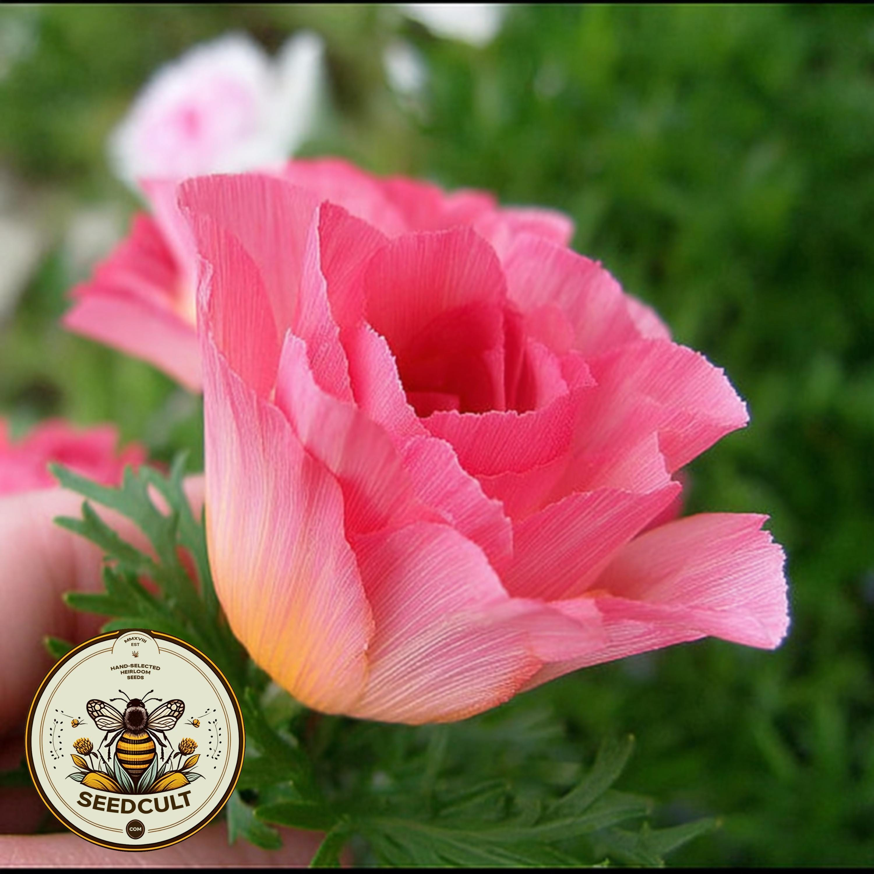 Rose Chiffon California Poppy Seeds, Thai Silk Eschscholzia Californica, EZ0625