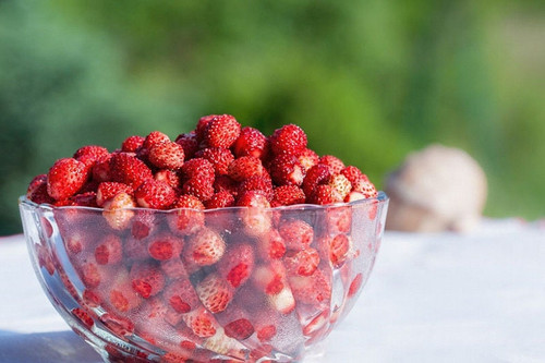 Wild Strawberry Seeds, Tiny Sweet Feuit, Fragaria Virginiana