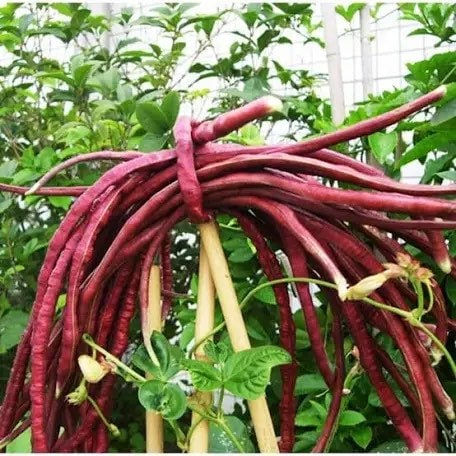 Red Noodle Yard Long Beans