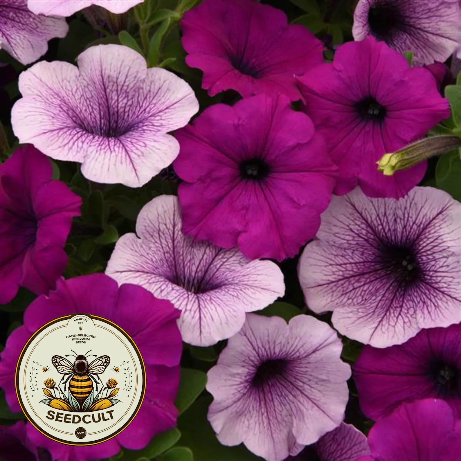Plum Pudding Easy Wave Petunia Seeds, Pelleted for easier sowing and germination