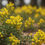 Miniature : Acacia Confusa Seeds, Rainbow Tree, AC4020