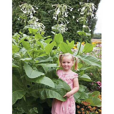 Giant Ghost Pipes Night Blooming Fragrant Jasmine Tobacco Seeds, Nicotiana 