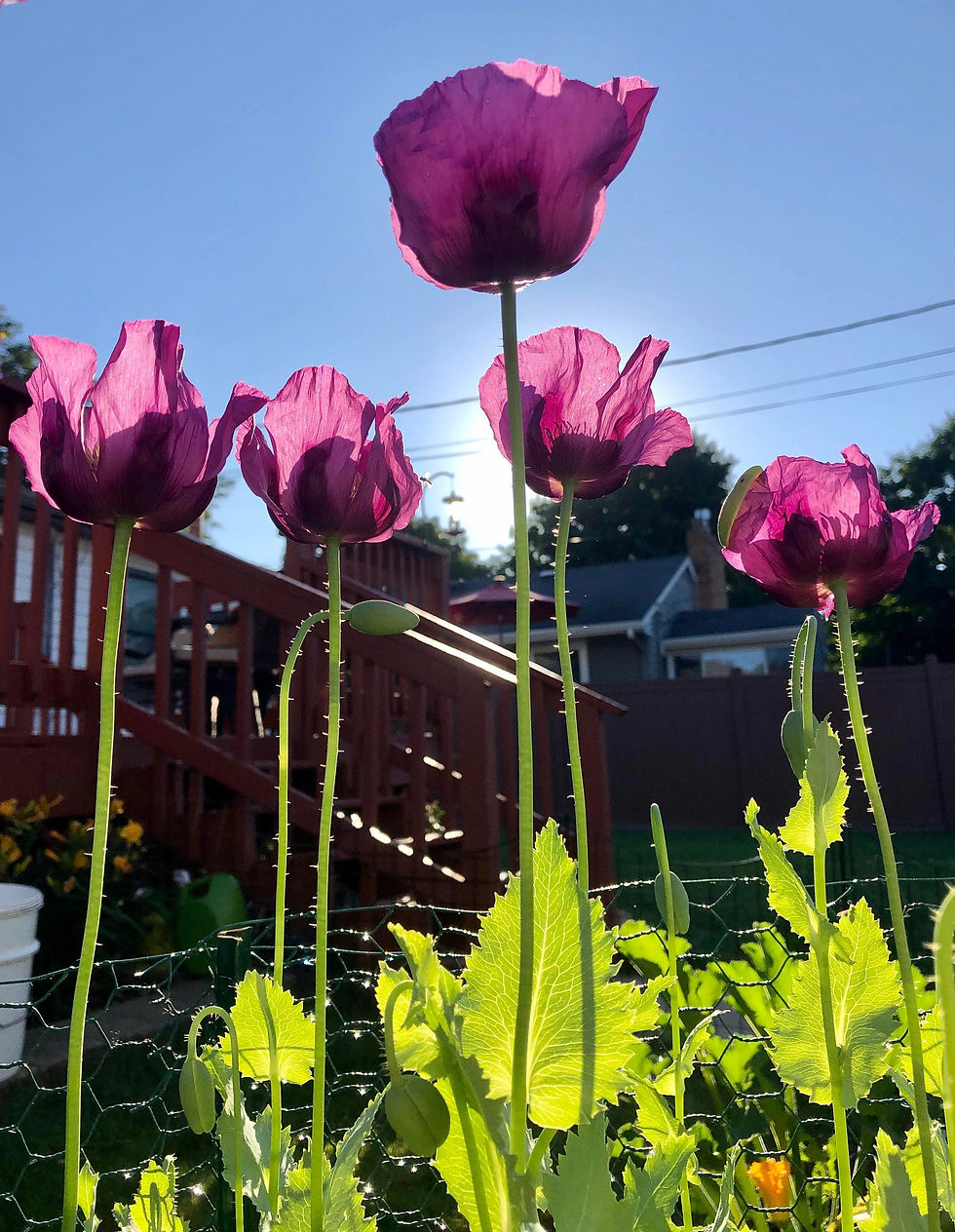 Hungarian Blue Breadseed Poppy Seeds, Papaver Somniferium