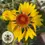 Thumbnail: Yellow Blanket Flower