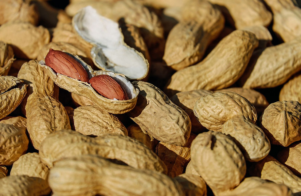 サムネイル： Jumbo Peanut Seeds