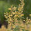 थंबनेल: Peach Margarita Agastache Seeds,  Agastache Aurantiaca