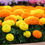 Miniatura: Crackerjack Marigold Seeds, African, Yellow and Orange, Tagetes Erecta