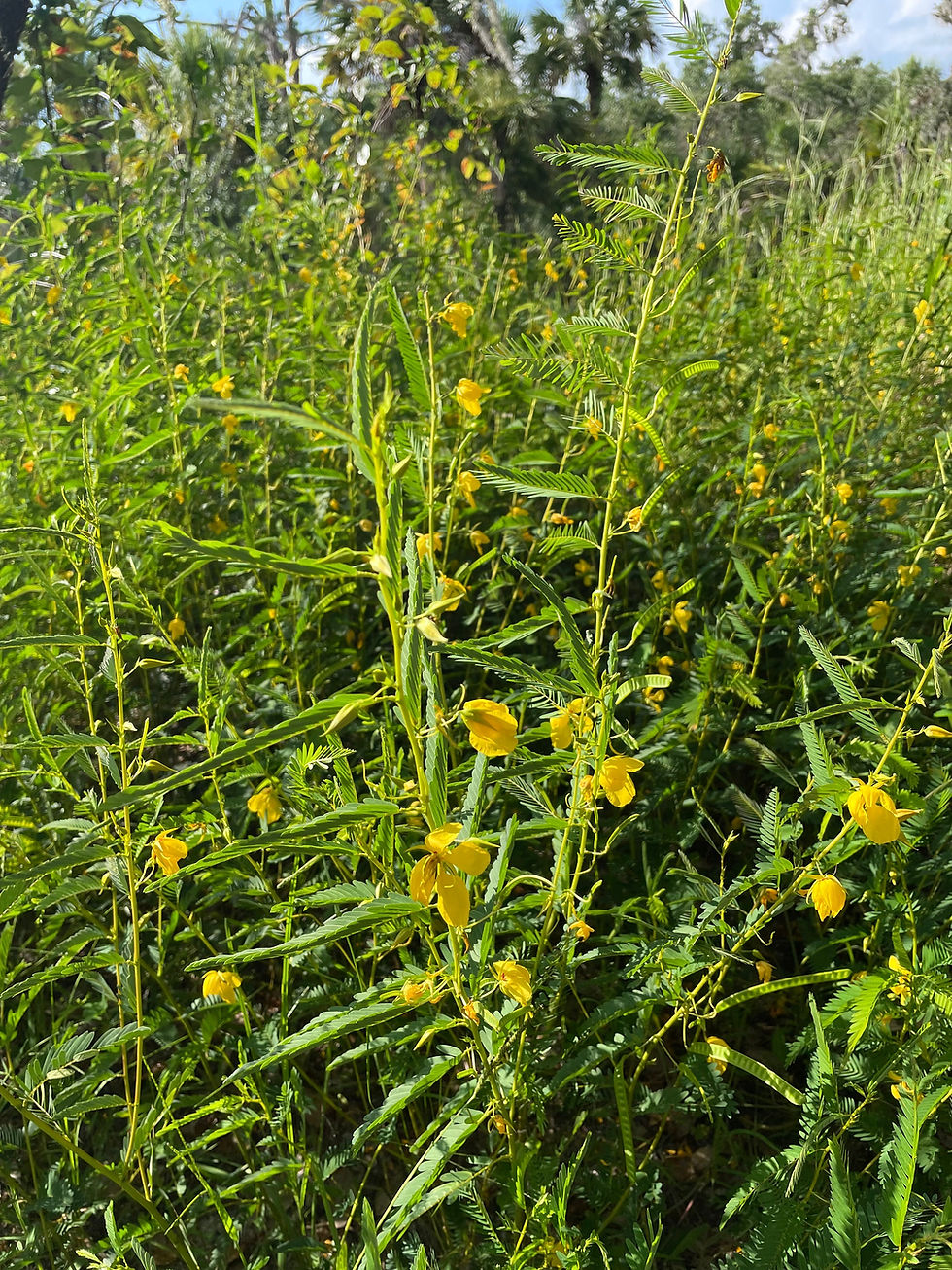 Miniatura: 50 Partridge Pea Seeds, US Native Wildflower, Chamaecrista Fasciculata, Cassia F