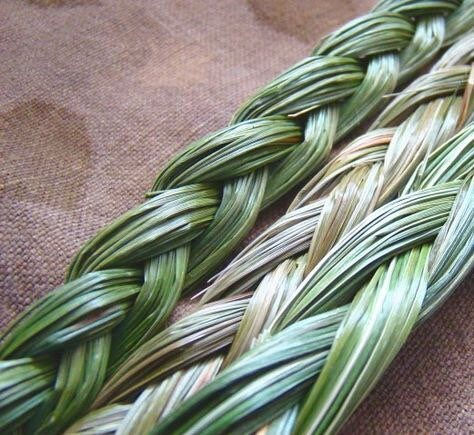 Thumbnail: Large Premium Sweetgrass Braid, ONE Hierochloe Orodata, Vanilla Grass, Holy Gras