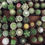 थंबनेल: Mixed Cactus Seeds CA8050