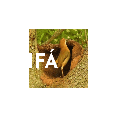 IFÁ.gif