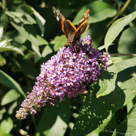 fleur et papillon .jpg
