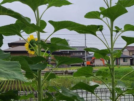 2023.06.23 巨大向日葵🌻