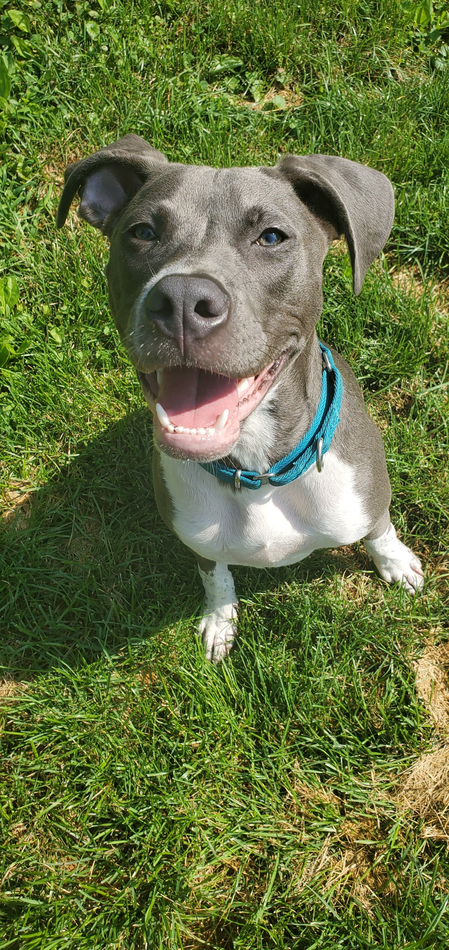 Cross Your Paws RescueIrwinDogsRescue fosteradoptvolunteer